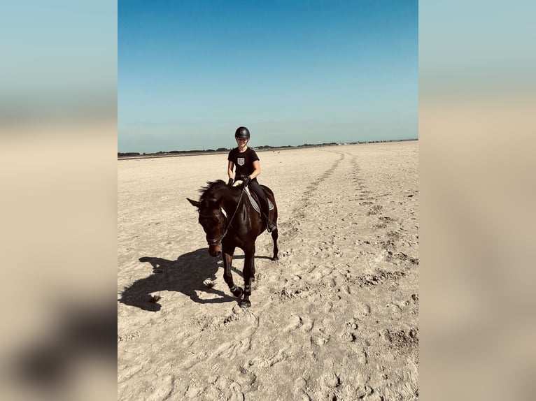 Westfale Wallach 12 Jahre 175 cm Dunkelbrauner in Friedrichskoog