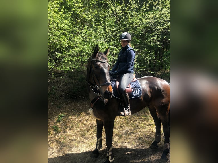 Westfale Wallach 12 Jahre 175 cm Dunkelbrauner in Friedrichskoog