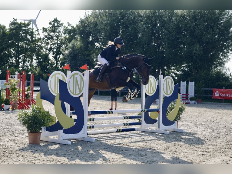 Westfale Wallach 12 Jahre 175 cm Dunkelbrauner in Friedrichskoog