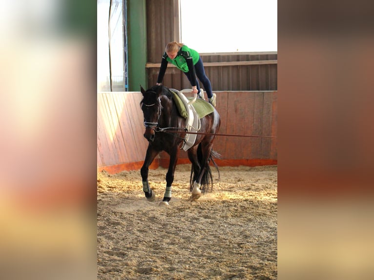 Westfale Wallach 12 Jahre 175 cm Dunkelbrauner in Schöppingen
