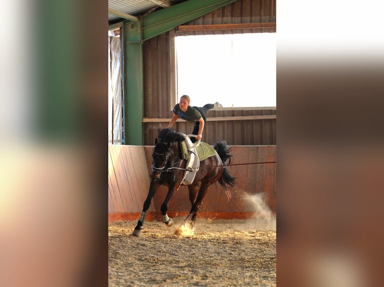 Westfale Wallach 12 Jahre 175 cm Dunkelbrauner in Schöppingen