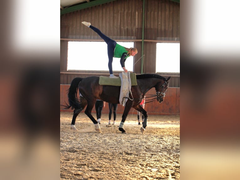 Westfale Wallach 12 Jahre 175 cm Dunkelbrauner in Schöppingen