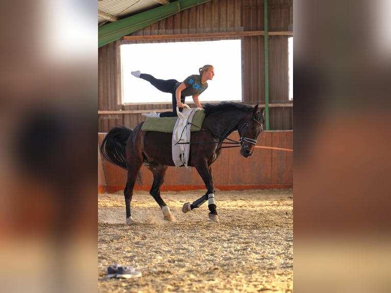 Westfale Wallach 12 Jahre 175 cm Dunkelbrauner in Schöppingen