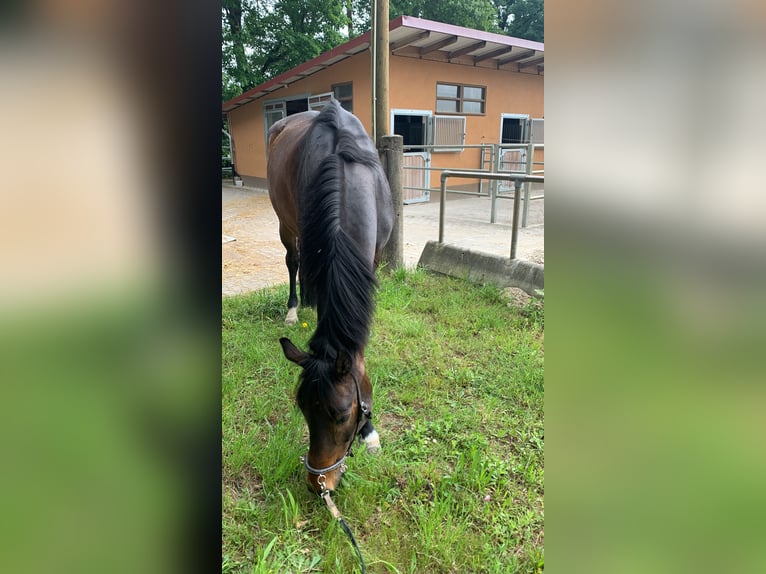 Westfale Wallach 12 Jahre 176 cm Brauner in Weingarten