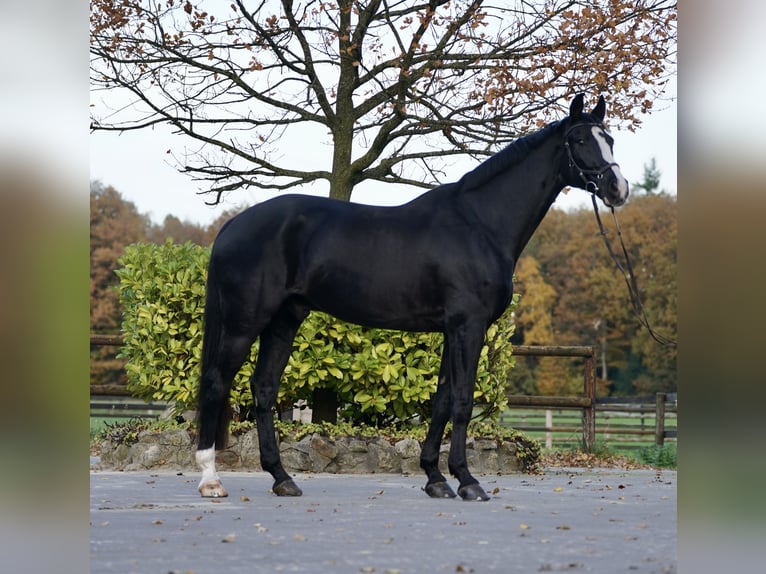 Westfale Wallach 12 Jahre 176 cm Rappe in Horstmar