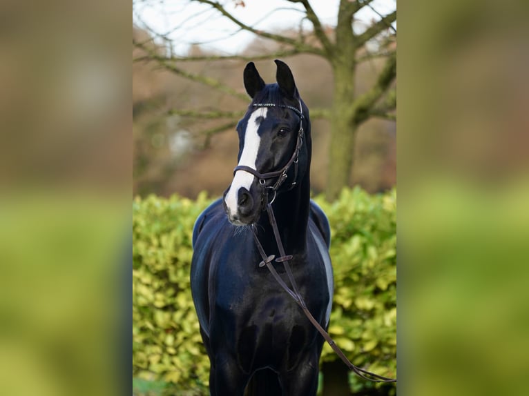 Westfale Wallach 12 Jahre 176 cm Rappe in Horstmar