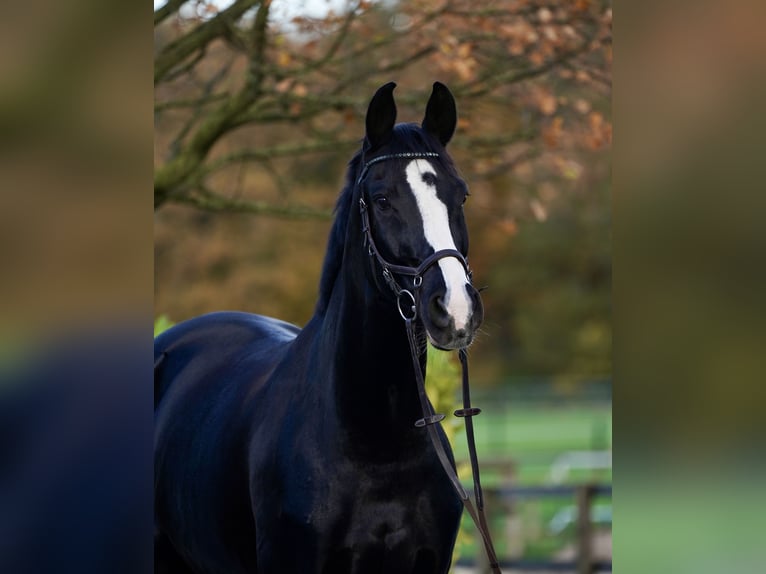 Westfale Wallach 12 Jahre 176 cm Rappe in Horstmar