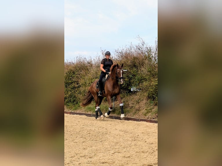 Westfale Wallach 12 Jahre 177 cm Fuchs in Stade