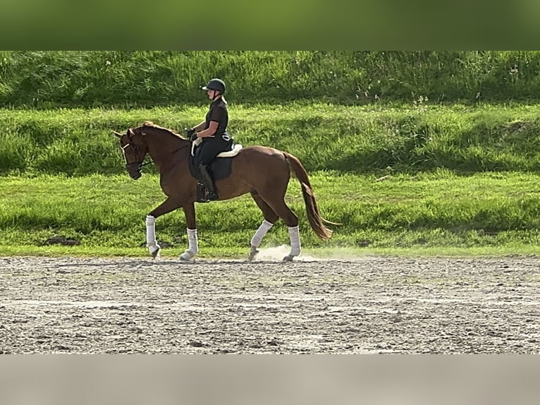 Westfale Wallach 12 Jahre 177 cm Fuchs in Stade