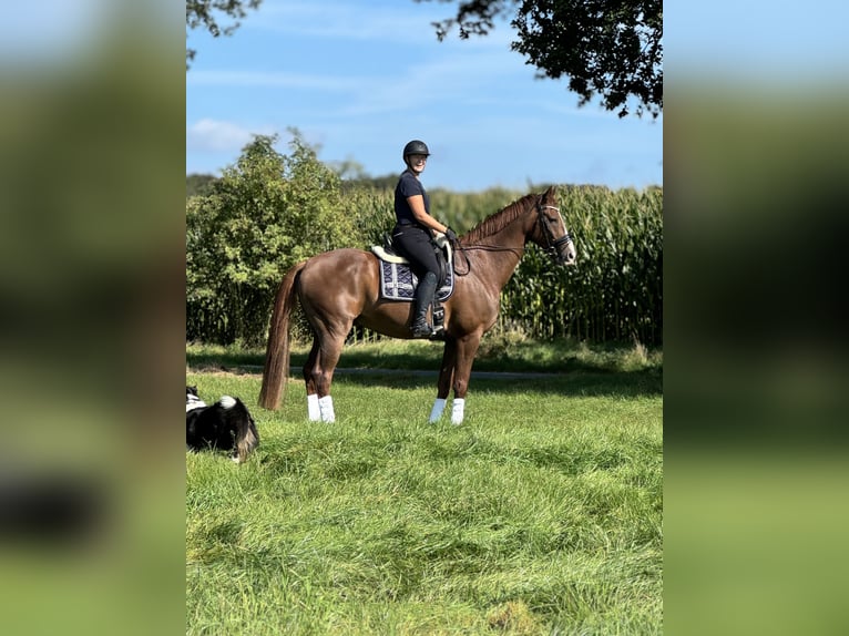 Westfale Wallach 12 Jahre 177 cm Fuchs in Stade