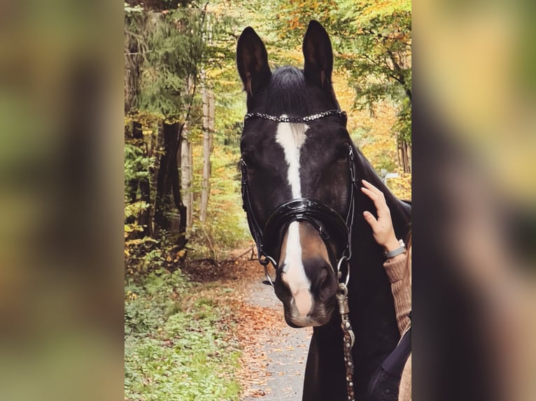 Westfale Wallach 12 Jahre 179 cm Dunkelbrauner in Lautertal