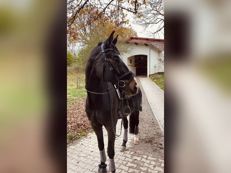 Westfale Wallach 12 Jahre 179 cm Dunkelbrauner in Lautertal