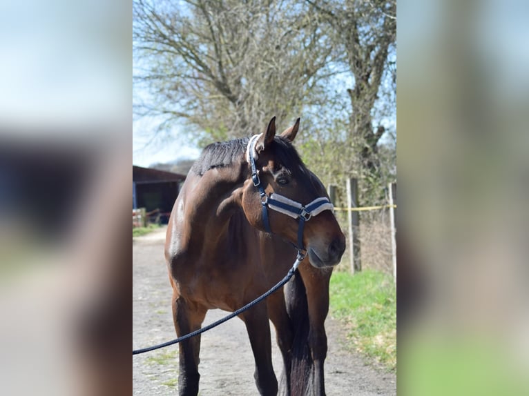 Westfale Wallach 12 Jahre 180 cm Brauner in M&#xFC;nster