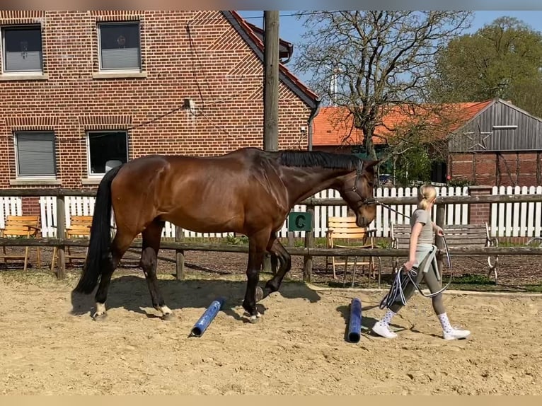 Westfale Wallach 12 Jahre 180 cm Brauner in M&#xFC;nster