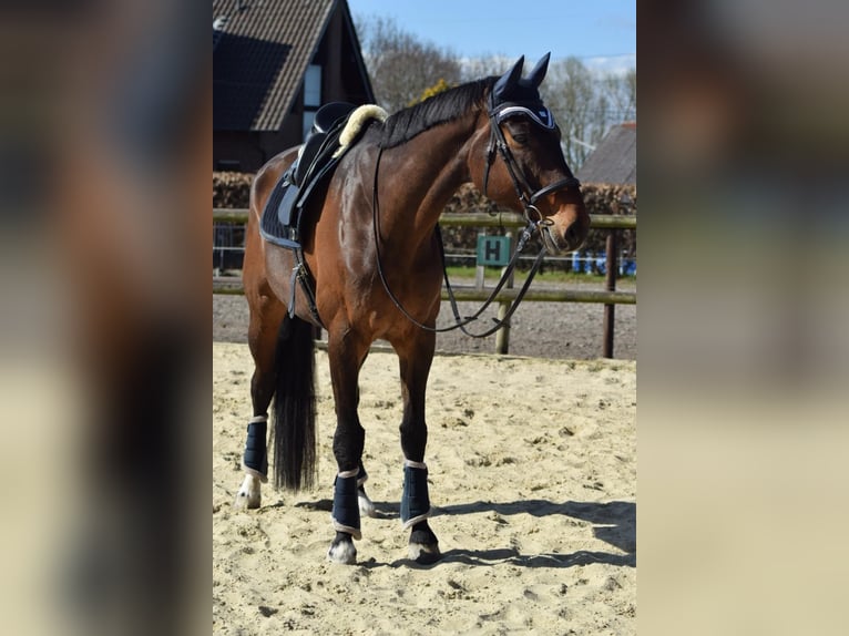Westfale Wallach 12 Jahre 180 cm Brauner in M&#xFC;nster