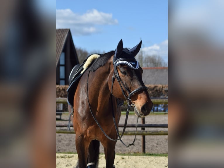 Westfale Wallach 12 Jahre 180 cm Brauner in M&#xFC;nster