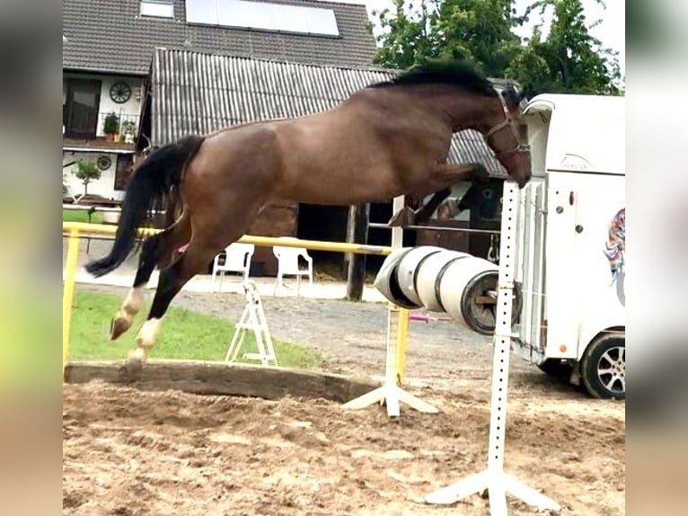 Westfale Wallach 12 Jahre 180 cm Brauner in Mechernich