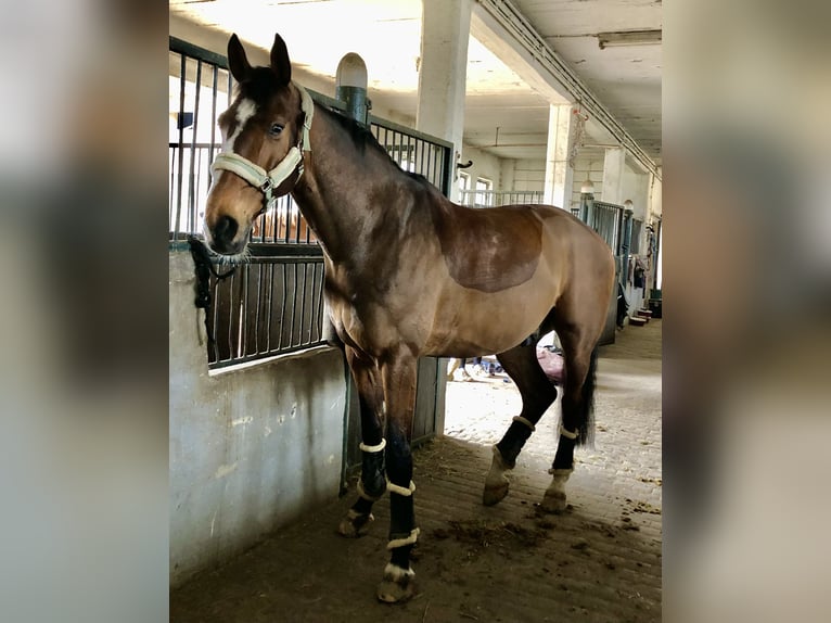 Westfale Wallach 12 Jahre 180 cm Brauner in Mechernich