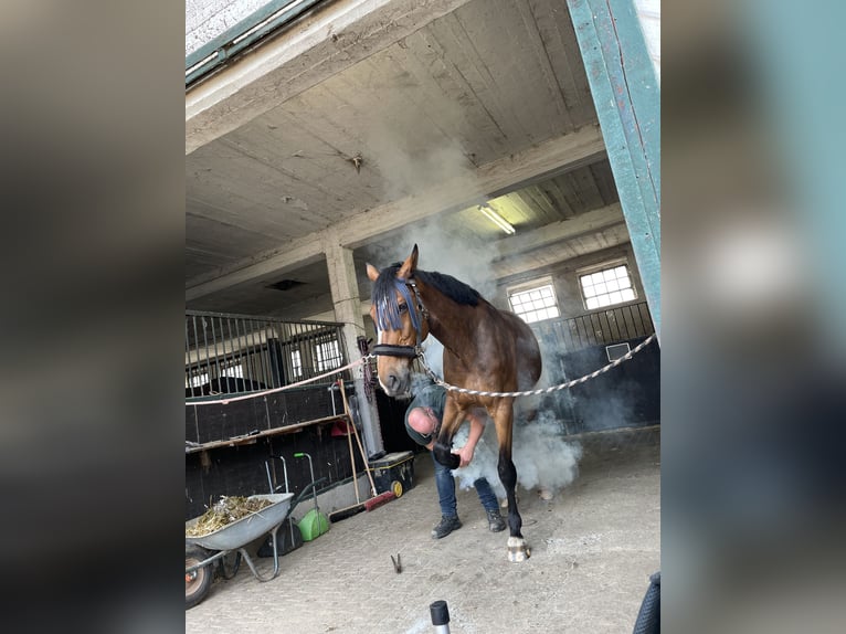 Westfale Wallach 12 Jahre 180 cm Brauner in Mechernich