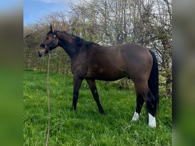 Westfale Wallach 12 Jahre 180 cm Brauner in Mechernich