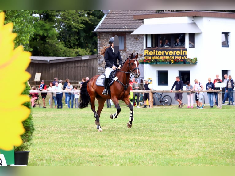 Westfale Wallach 13 Jahre 160 cm Brauner in Stolberg (Rheinland)