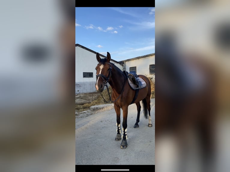 Westfale Wallach 13 Jahre 160 cm Brauner in Stolberg (Rheinland)