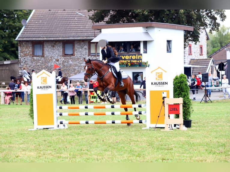Westfale Wallach 13 Jahre 160 cm Brauner in Stolberg (Rheinland)