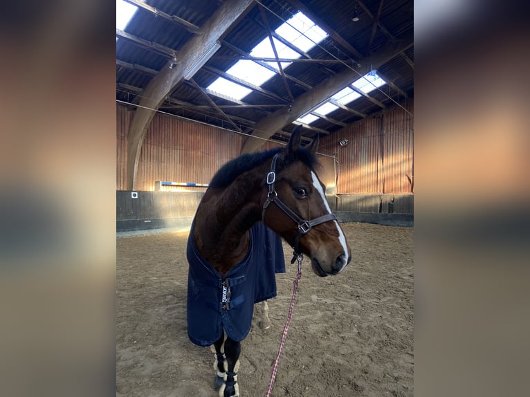 Westfale Wallach 13 Jahre 160 cm Brauner in Stolberg (Rheinland)