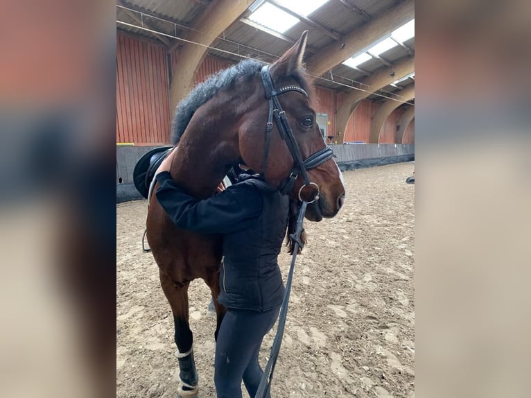 Westfale Wallach 13 Jahre 160 cm Brauner in Stolberg (Rheinland)