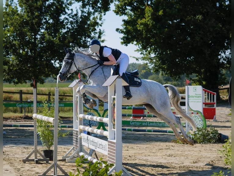 Westfale Wallach 13 Jahre 162 cm  in Bönen