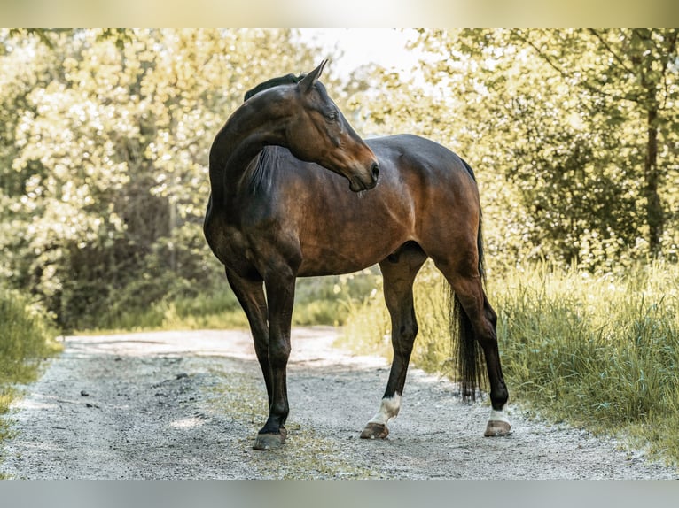 Westfale Wallach 13 Jahre 165 cm Brauner in Burglengenfeld