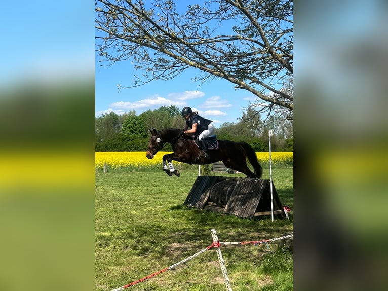 Westfale Wallach 13 Jahre 165 cm Brauner in Salzkotten