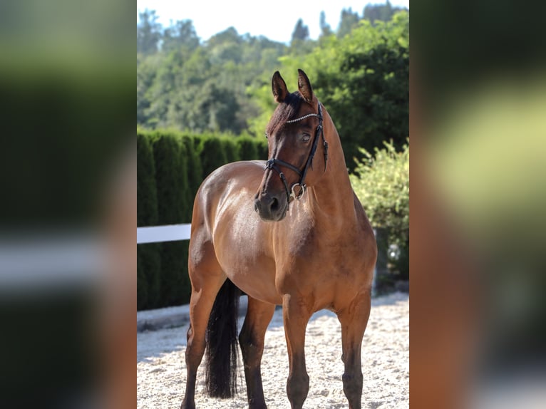Westfale Wallach 13 Jahre 167 cm Brauner in Schw&#xE4;bisch Hall