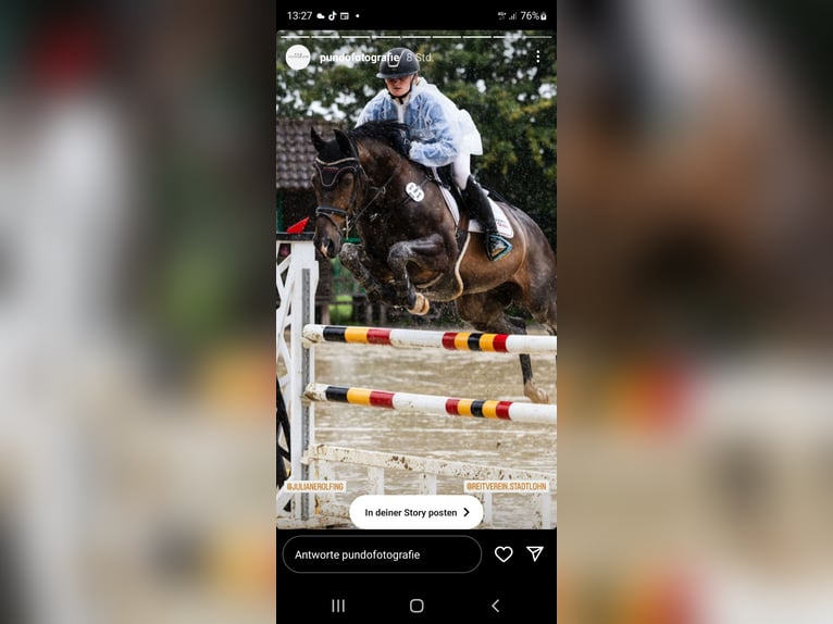 Westfale Wallach 13 Jahre 167 cm Dunkelbrauner in Borken Westfale Wallach 13 Jahre 167 cm Dunkelbrauner in Borken