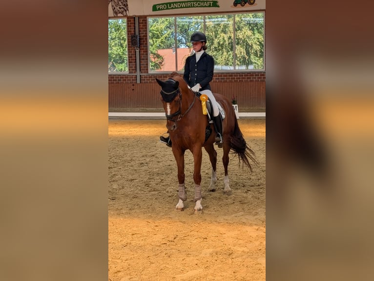 Westfale Wallach 13 Jahre 167 cm Fuchs in Senden