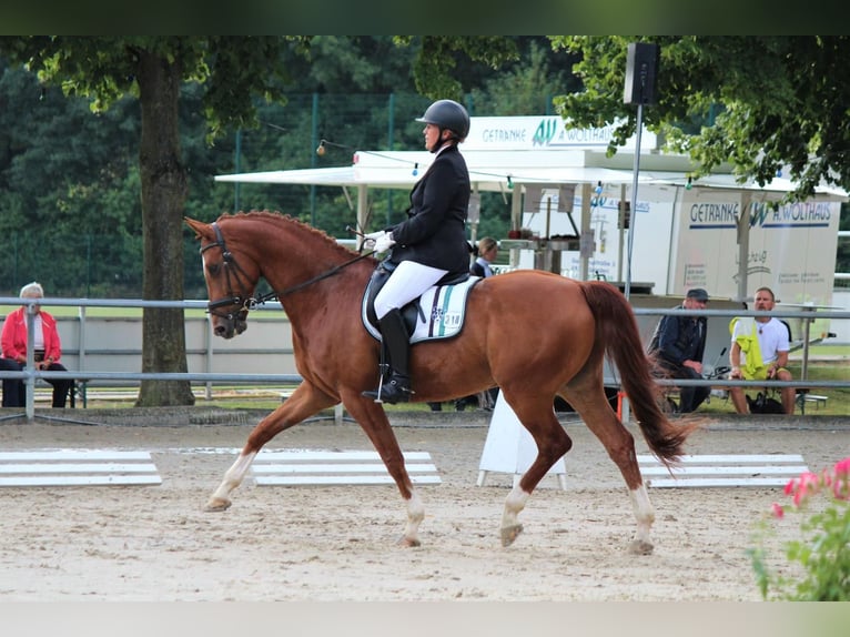 Westfale Wallach 13 Jahre 167 cm Fuchs in Senden