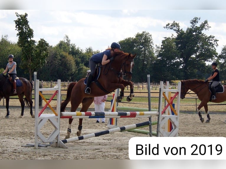 Westfale Wallach 13 Jahre 167 cm Fuchs in Senden