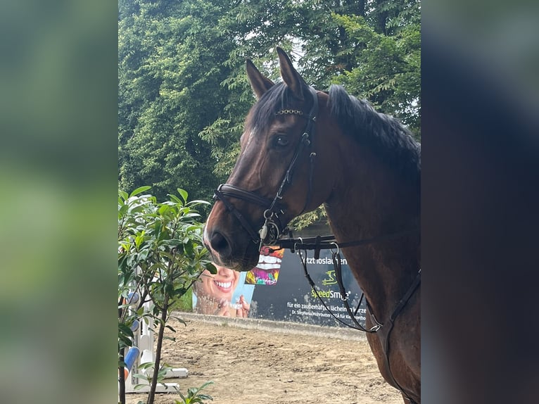Westfale Wallach 13 Jahre 168 cm Brauner in Lienen
