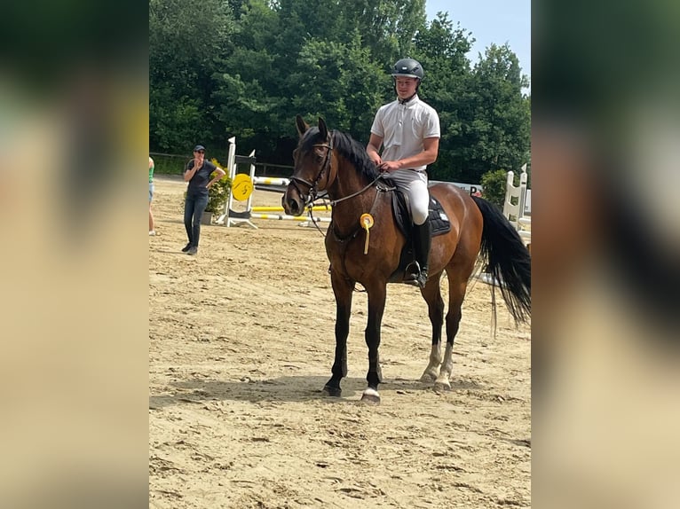 Westfale Wallach 13 Jahre 168 cm Brauner in Lienen