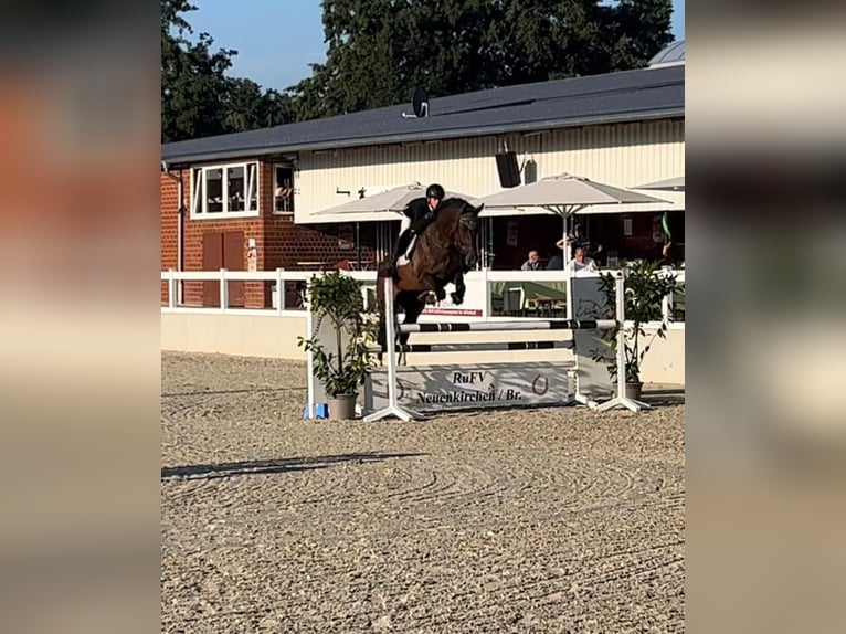 Westfale Wallach 13 Jahre 168 cm Brauner in Lienen