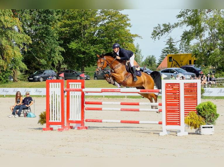 Westfale Wallach 13 Jahre 168 cm Brauner in Różan