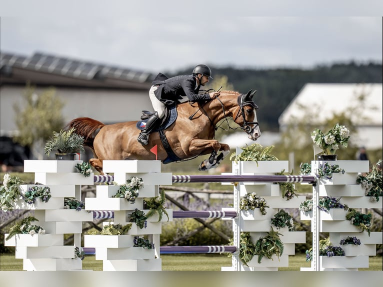 Westfale Wallach 13 Jahre 168 cm Brauner in zduchovice