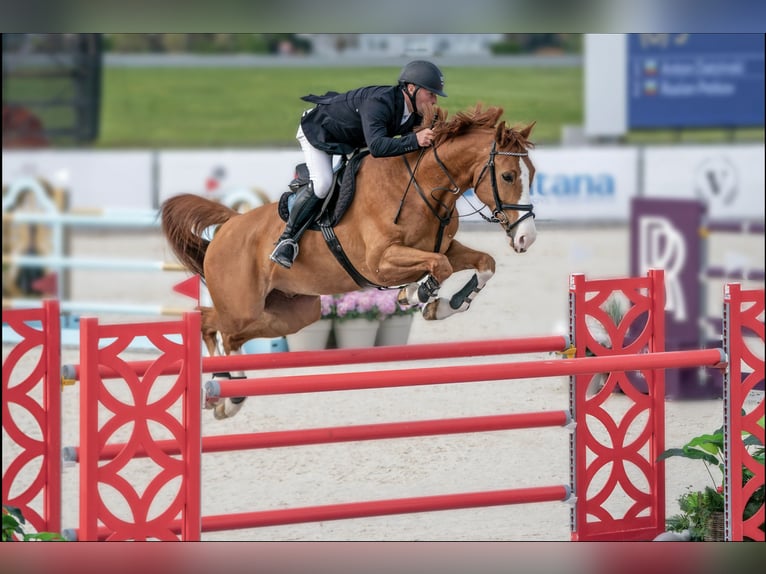 Westfale Wallach 13 Jahre 168 cm Brauner in zduchovice