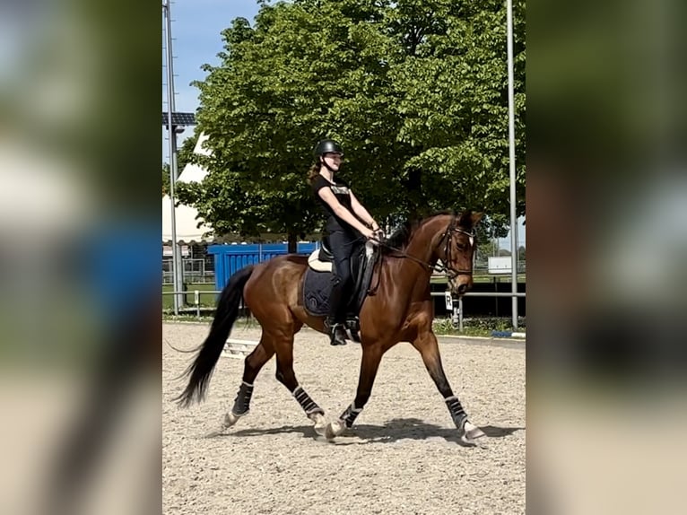 Westfale Wallach 13 Jahre 170 cm Brauner in Bensheim