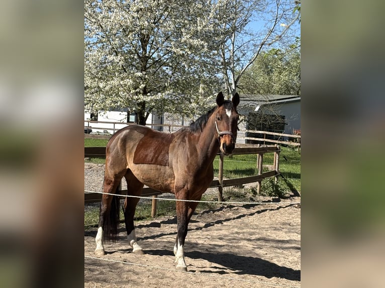 Westfale Wallach 13 Jahre 170 cm Brauner in Bensheim