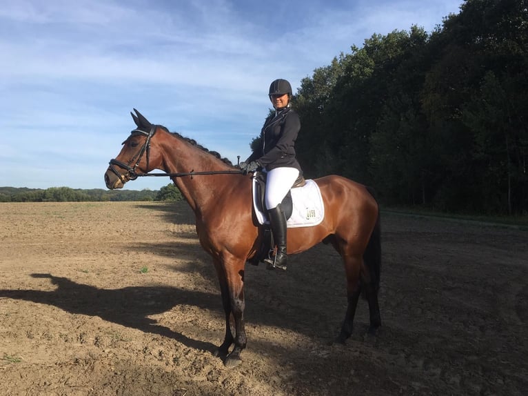 Westfale Wallach 13 Jahre 170 cm Brauner in Hamm-Sandbochum
