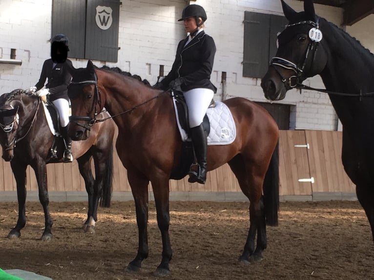 Westfale Wallach 13 Jahre 170 cm Brauner in Hamm-Sandbochum