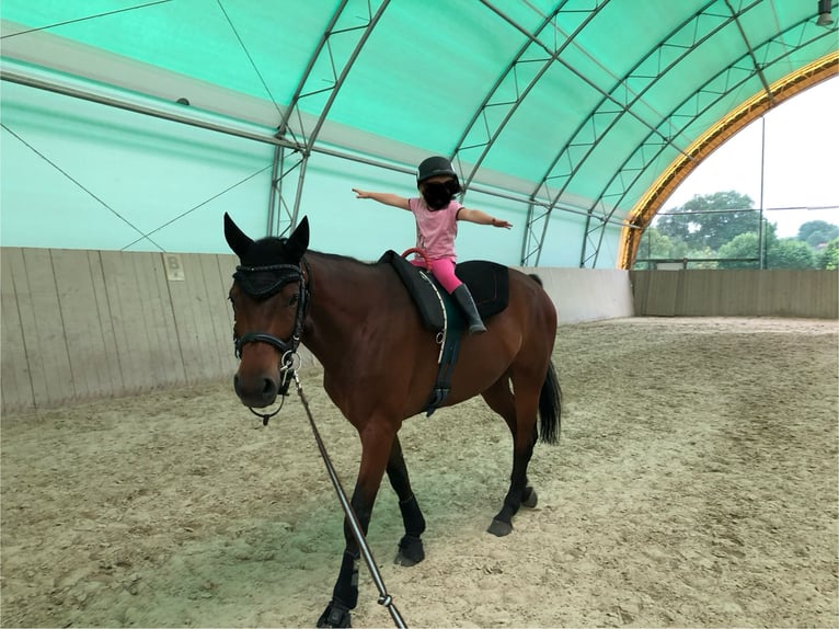 Westfale Wallach 13 Jahre 170 cm Brauner in Hamm-Sandbochum