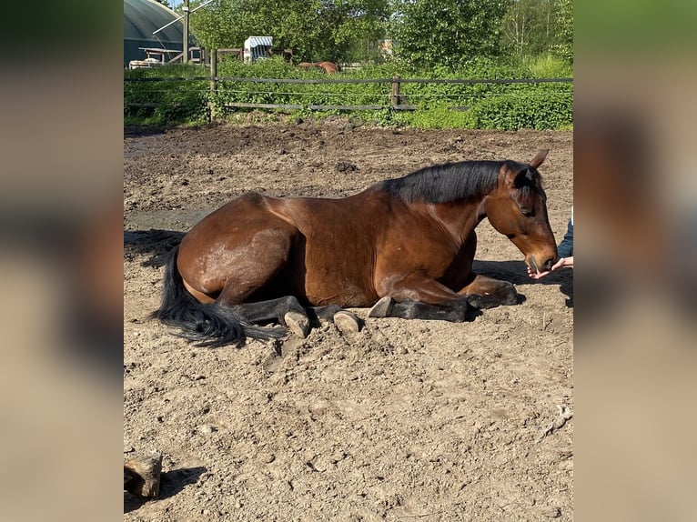 Westfale Wallach 13 Jahre 170 cm Brauner in Hamm-Sandbochum