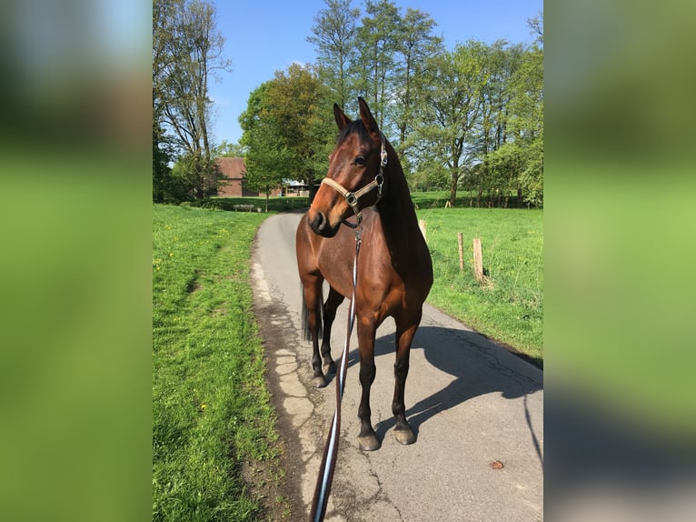 Westfale Wallach 13 Jahre 170 cm Brauner in Hamm-Sandbochum
